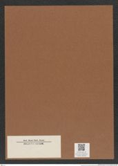 Diatomeae indet. Zeichnungen Sammlung Grunow Mappe 04949 (Herbarium_W_Grunow_drawings_Folder_04949)